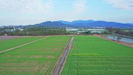 4k珠海斗门乡村风车油菜花花海航拍