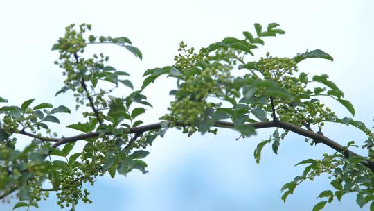 花椒树 绿色花椒