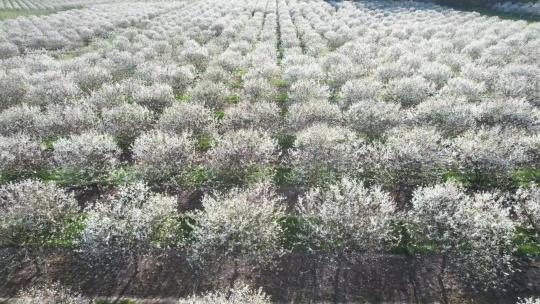 每年五月中旬的春天，威斯康星州门县的樱桃园都盛开着。视频素材模板下载