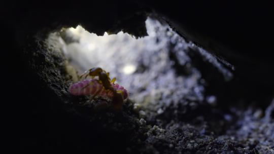 蚂蚁搬运食物到洞穴