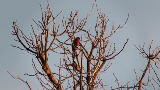 澳大利亚王鹦鹉从没有叶子的树枝上飞走，白天日落黄金时间，马夫拉，