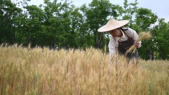 农民在小麦田采集麦秸秆