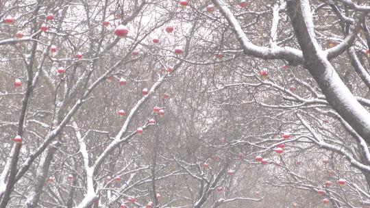 大雪中的大树红灯笼视频素材模板下载