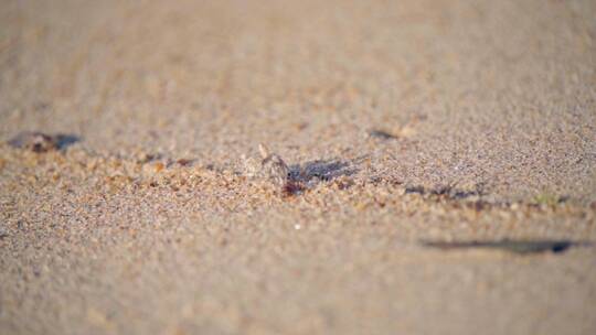 海南海边小螃蟹在沙滩上搬运沙子