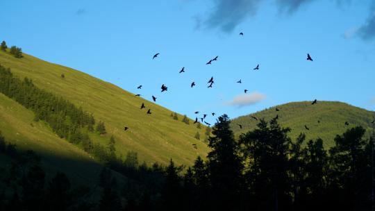 森林飞鸟树林一群鸟儿飞乌鸦飞山林风光风景视频素材模板下载