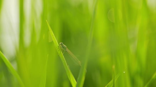 清晨绿草上漂亮的蜻蜓   4k50p