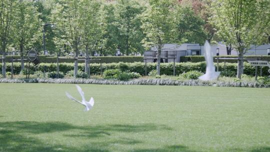上海人民广场鸽子4K实拍鸽子公园鸽子