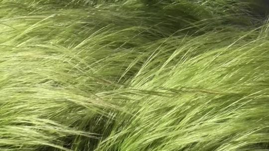 随风摇曳的草青草夏季唯美自然空镜飘逸的草