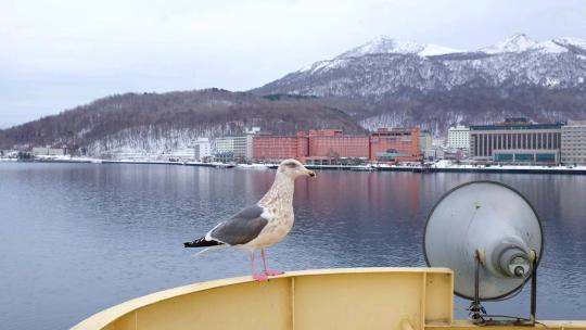 海鸥在船上凝视——在我们度假的时候在湖里乘船旅行时拍了这张照片