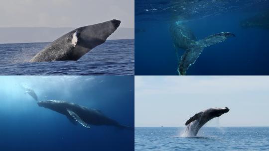 【合集】鲸鱼 鲸鱼跃起