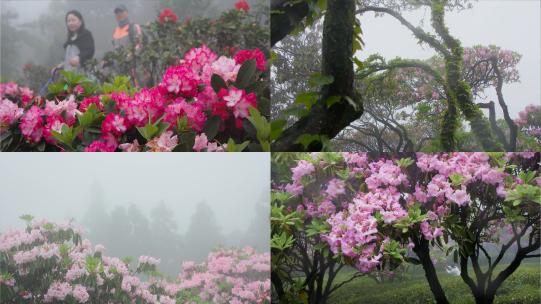 春雨游客踏青华顶森林公园，赏杜鹃花盛开高清在线视频素材下载