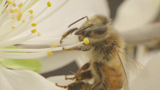 蜜蜂采蜜花蕊实拍