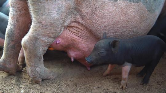 养殖场内正在吃奶的香猪 宠物猪