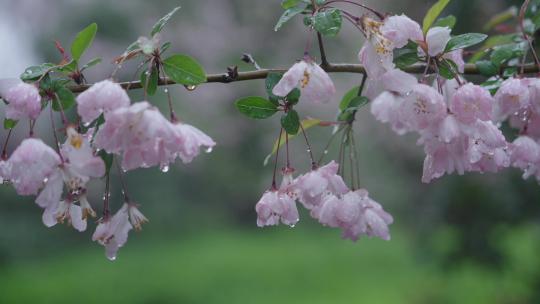 樱花 雨水 唯美意境