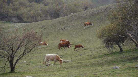 牛群在山间草甸吃草 周围薄雾