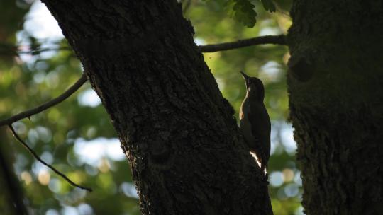 啄木鸟喂食幼鸟森林树洞