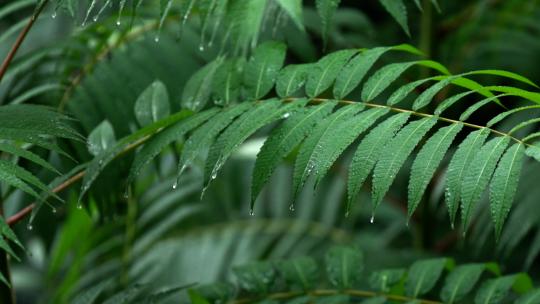 雨天植物 下雨天雨后树叶 雨滴露珠水珠