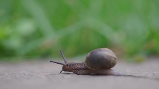 绿色自然小清新蜗牛爬行-立夏