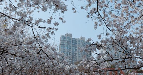 上海万体汇地铁口樱花如雪