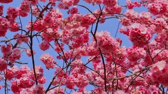 春天盛开的樱花景观视频素材模板下载