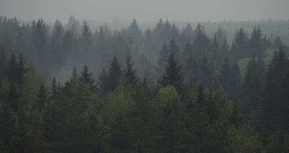 迷雾森林的延时摄影