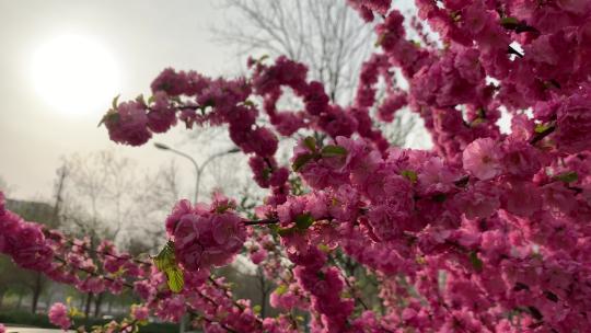 4K粉红色榆叶梅满枝条的花无拘无束开大花球