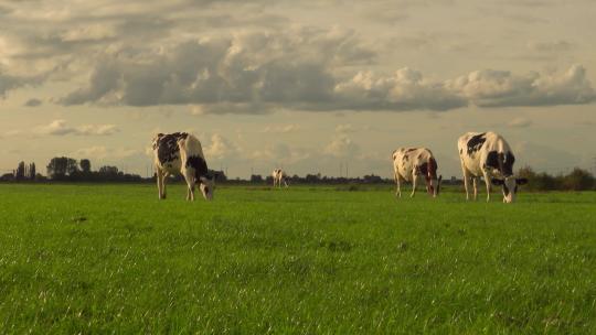 草原上吃青草的奶牛有机生态牧场