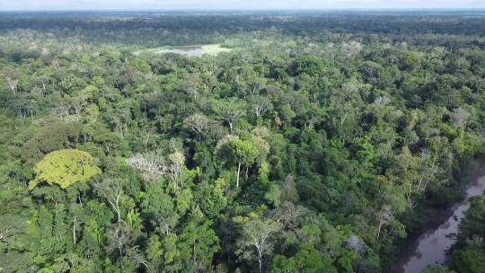 热带雨林的航拍视频视频素材模板下载