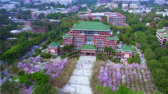 航拍华南农业大学三月紫荆花开