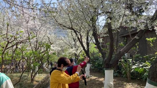 济南五龙潭樱花、海棠花绽放，春季景色迷人视频素材模板下载