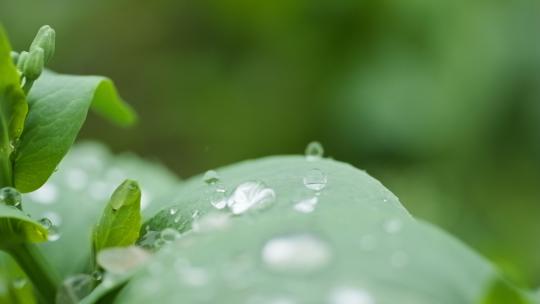 下雨水滴植物慢镜头4K