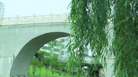 阳光下河岸边垂杨柳树叶柳叶柳枝 桥
