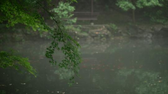 杭州虎跑 雾天水边亭子前的绿色枫树叶