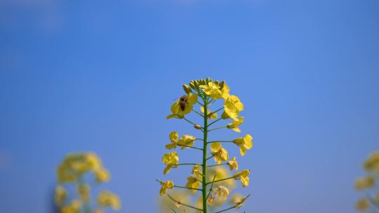 重庆潼南油菜花实拍