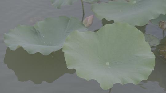 夏季湿地湖河池塘荷花落雨荷叶户外自然视频素材模板下载