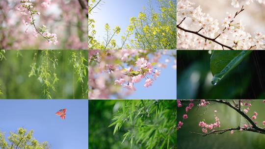 【超长合集】春天花朵春暖花开万物复苏春分高清在线视频素材下载