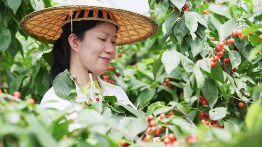 中年女性农民果园小樱桃采摘