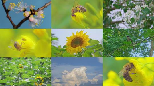 春分春暖花开蜜蜂微距花开延时空镜头合集高清在线视频素材下载