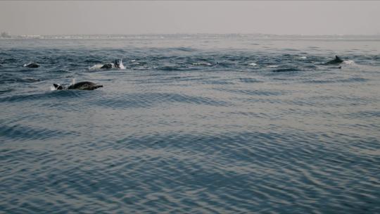 升格海豚跃出水面