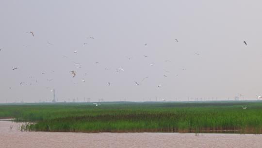 黄河口生态湿地 飞鸟