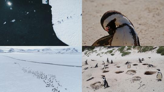 【合集】企鹅 企鹅群 南极企鹅 小企鹅视频素材模板下载