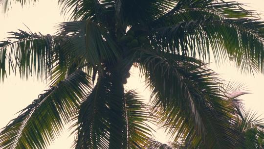 日出时太阳下的椰树