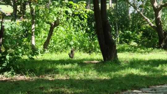 0085松鼠爬树奔跑跳跃公园草地喜鹊小动物