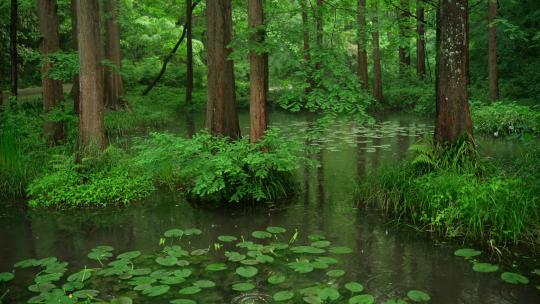 杭州虎跑下雨天的绿色水杉树林