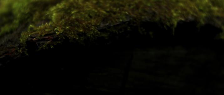 森林朽木青苔苔藓