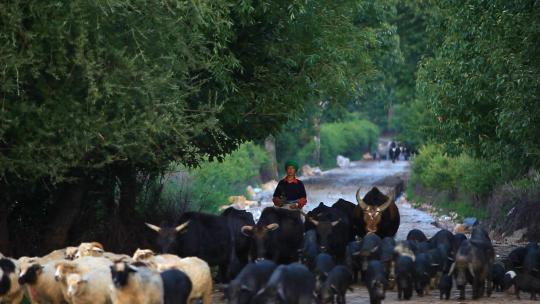 藏民放牧耗牛牛群羊群猪黑猪