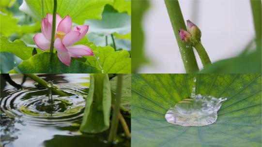 雨季莲语：莲花池的生态合集高清在线视频素材下载