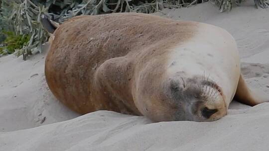 一只睡在沙滩上的海豹