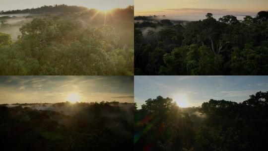 热带雨林原始森林自然风光阳光穿过森林