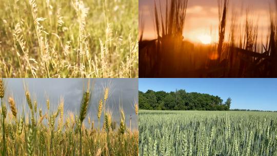 【合集】小麦的生长过程 阳光普照绿色